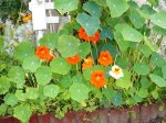 capuchina florecida.jpg