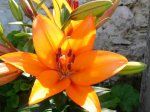 Lillium naranja.jpg