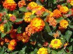Lantana.jpg