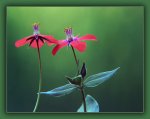 flores-rojas1.jpg