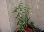 DSC00747.jpg