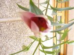 DSC00749.jpg