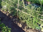 tomates2.jpg
