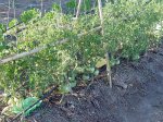 tomates3.jpg