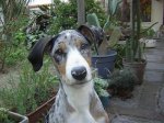 cara de Mucca.jpg