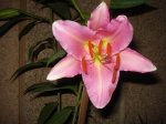 DSC00755.jpg