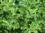 DSC00921.jpg