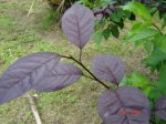 DSC00925.jpg