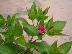 DSC00929.jpg