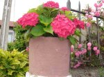 Hortensias rojas 5.jpg