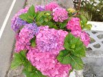 Hortensias rosas 2.jpg