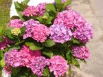 Hortensias rosas.jpg