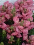 Boca de dragón rosa.jpg