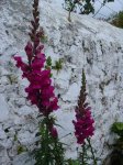 Boca de dragón morada.jpg