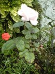 rosal enfermo.jpg