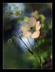 flor-lila2.jpg