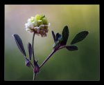 flor-blanca.jpg