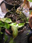 planta.JPG