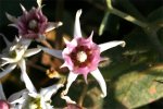 desconocida_IMG_5331.jpg