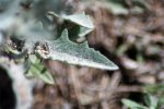 desconocida_IMG_2568.jpg