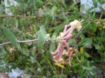 DSC01632.JPG