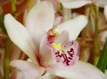 Cymbidium.JPG
