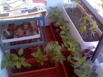 Imagen0207.jpg