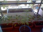 Imagen0210.jpg