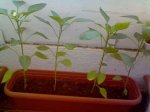 Imagen0220.jpg