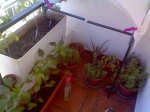 Imagen0212.jpg