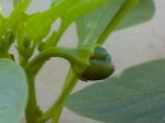 Imagen0222.jpg