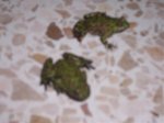 Ranitas 002.jpg