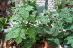 100_0575.jpg