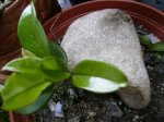 Hoya carnosa.jpg