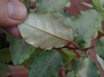 DSC02807.JPG