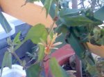 Imagen044.jpg