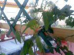 Imagen046.jpg
