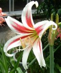 Foro-Hippeastrum breviflorum.jpg