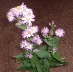 flores lilas.jpg