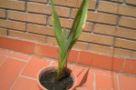 Gladiolo_Detalle_Julio01.jpg