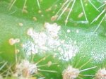 Imagen 010.jpg