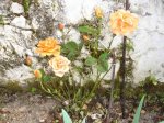 Otro rosal enfermo.jpg