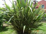 DSC00933.jpg