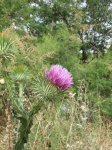 2007_0621verano0018.jpg