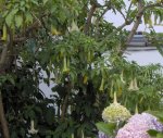 Brugmansia porte.JPG