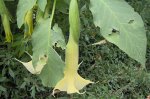 Brugmansia hojas flor.jpg