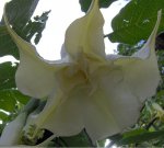 Brugmansia detalle.JPG