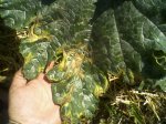hoja calabacin.jpg