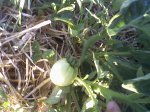 tomate.jpg