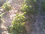 tomateras.jpg